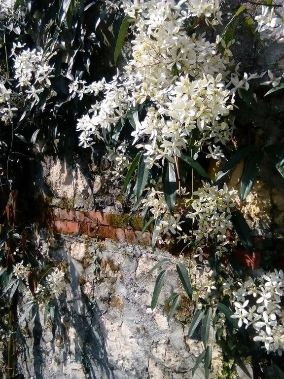 فيتشنزا Villa Osmanthus المظهر الخارجي الصورة